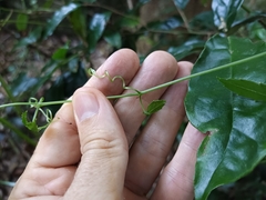 Tetrastigma hemsleyanum