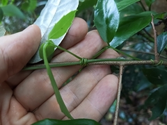 Tetrastigma hemsleyanum