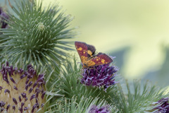 Pyrausta falcatalis