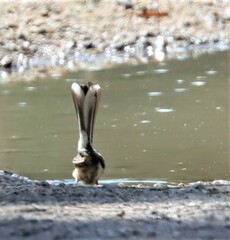 Rhipidura albiscapa alisteri