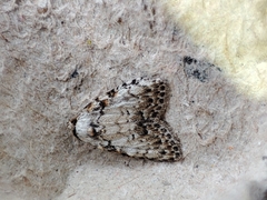 Meganola strigula