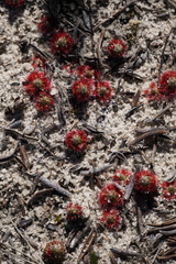 Drosera eneabba