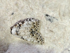 Meganola strigula