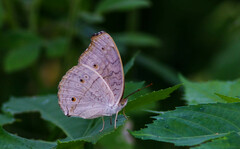Junonia atlites