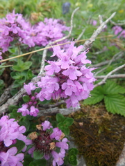 Thymus caucasicus