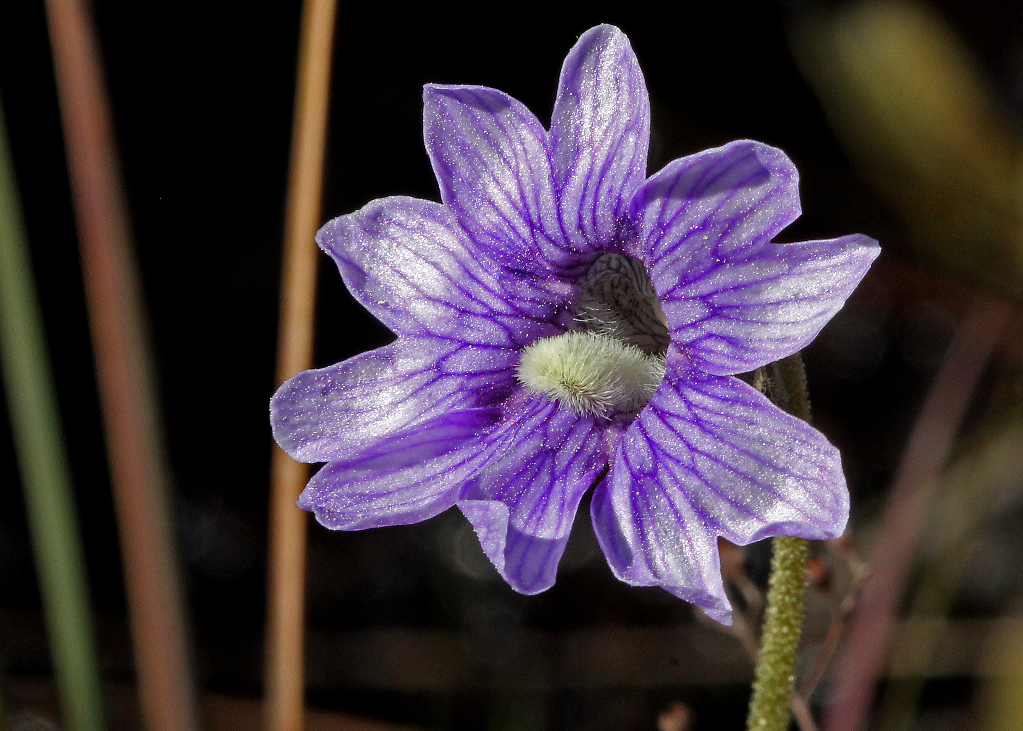 Pinguicula caerulea