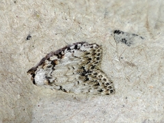 Meganola strigula