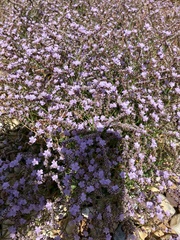 Limonium hyblaeum