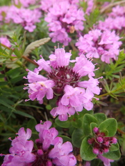 Thymus caucasicus