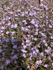 Limonium hyblaeum