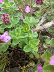 Thymus caucasicus