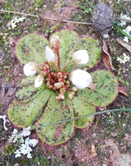 Drosera macrophylla