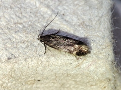 Aproaerema anthyllidella