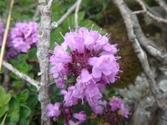 Thymus caucasicus