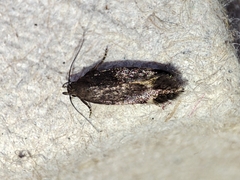 Aproaerema anthyllidella