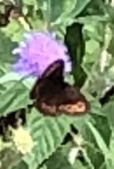 Erebia euryale