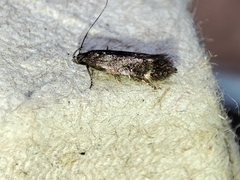 Aproaerema anthyllidella