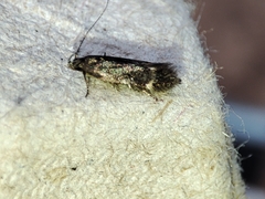 Aproaerema anthyllidella