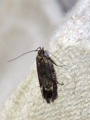 Aproaerema anthyllidella