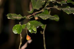 Gymnosporia harveyana