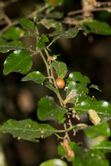 Gymnosporia harveyana