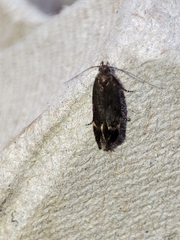 Aproaerema anthyllidella