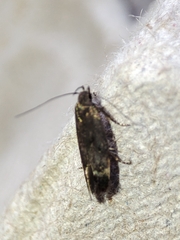 Aproaerema anthyllidella