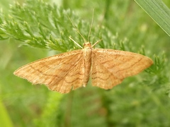 Idaea ochrata