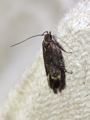 Aproaerema anthyllidella