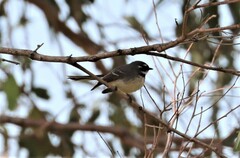 Rhipidura albiscapa alisteri