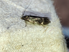 Aproaerema anthyllidella