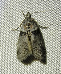 Sciota subfuscella