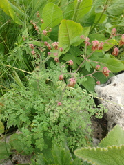 Thalictrum foetidum