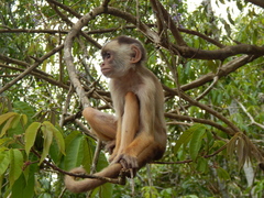 Cebus unicolor