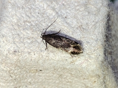 Aproaerema anthyllidella