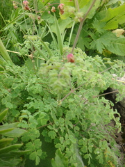 Thalictrum foetidum