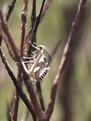 Chrysendeton imitabilis