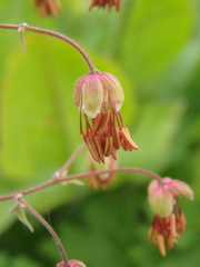 Thalictrum foetidum