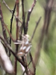 Chrysendeton imitabilis