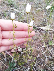 Drosera heterophylla