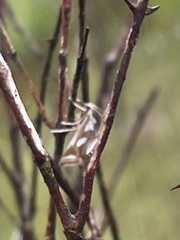 Chrysendeton imitabilis