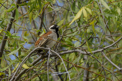 Passer melanurus melanurus