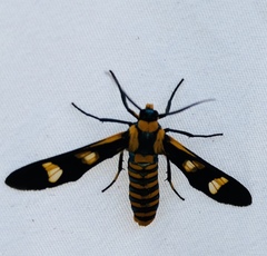 Phoenicoprocta hampsonii