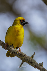 Ploceus velatus velatus