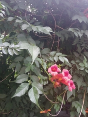 Campsis radicans