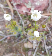 Drosera heterophylla
