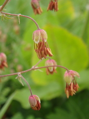 Thalictrum foetidum