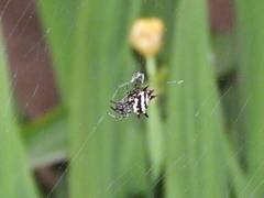 Gasteracantha doriae