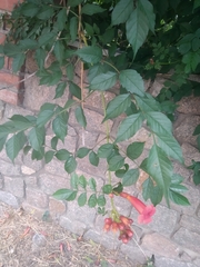 Campsis radicans