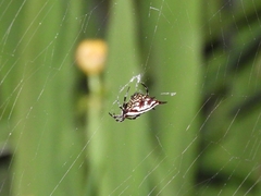 Gasteracantha doriae